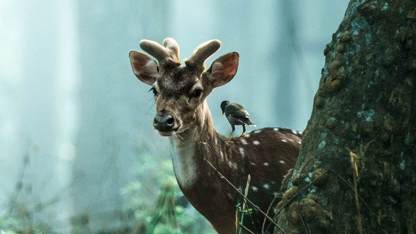 Tigre, Fauna, Naturaleza, Madera, Paisaje Natural. Wallpaper in 1366x768 Resolution