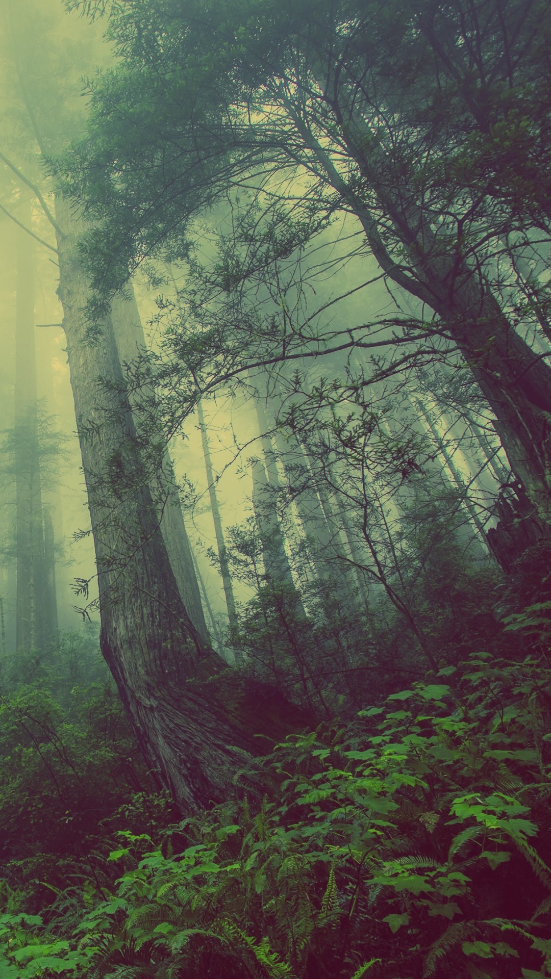 Download 1080x1920 Wallpaper Arbres Verts Sous un Ciel Blanc Pendant la Journée Arbres Verts Sous un Ciel Blanc Pendant la Journée. Wallpaper in 1080x1920 Resolution