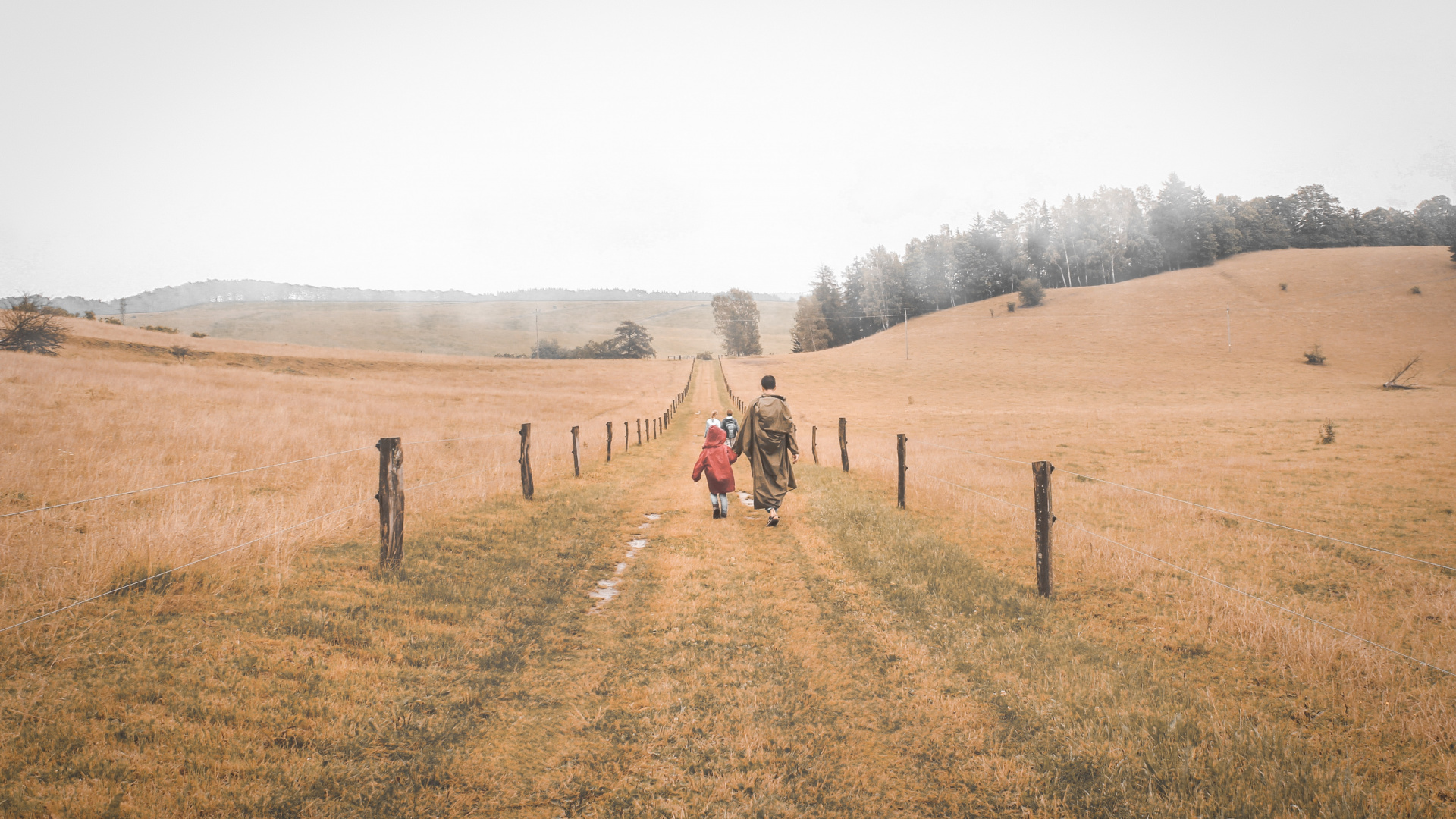 Gras-Familie, Steppe, Feldweg, Natürlichen Umgebung, Baum. Wallpaper in 1920x1080 Resolution