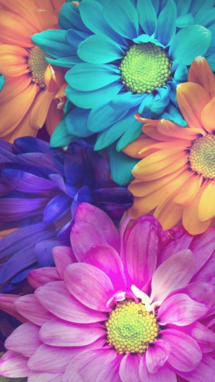 Fleurs Roses et Blanches en Gros Plan. Wallpaper in 720x1280 Resolution