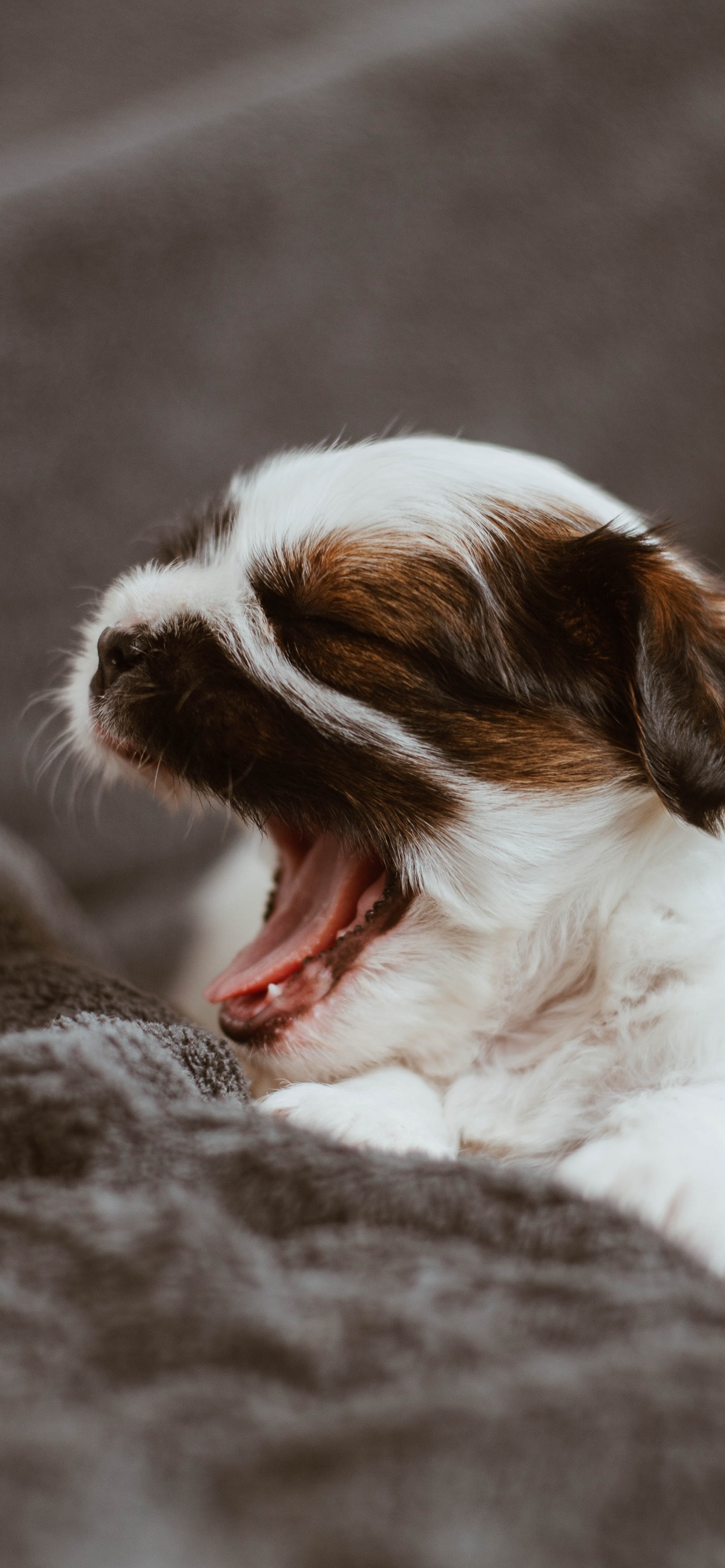 Chien à Poil Long Blanc et Marron Allongé Sur Textile Gris. Wallpaper in 1242x2688 Resolution