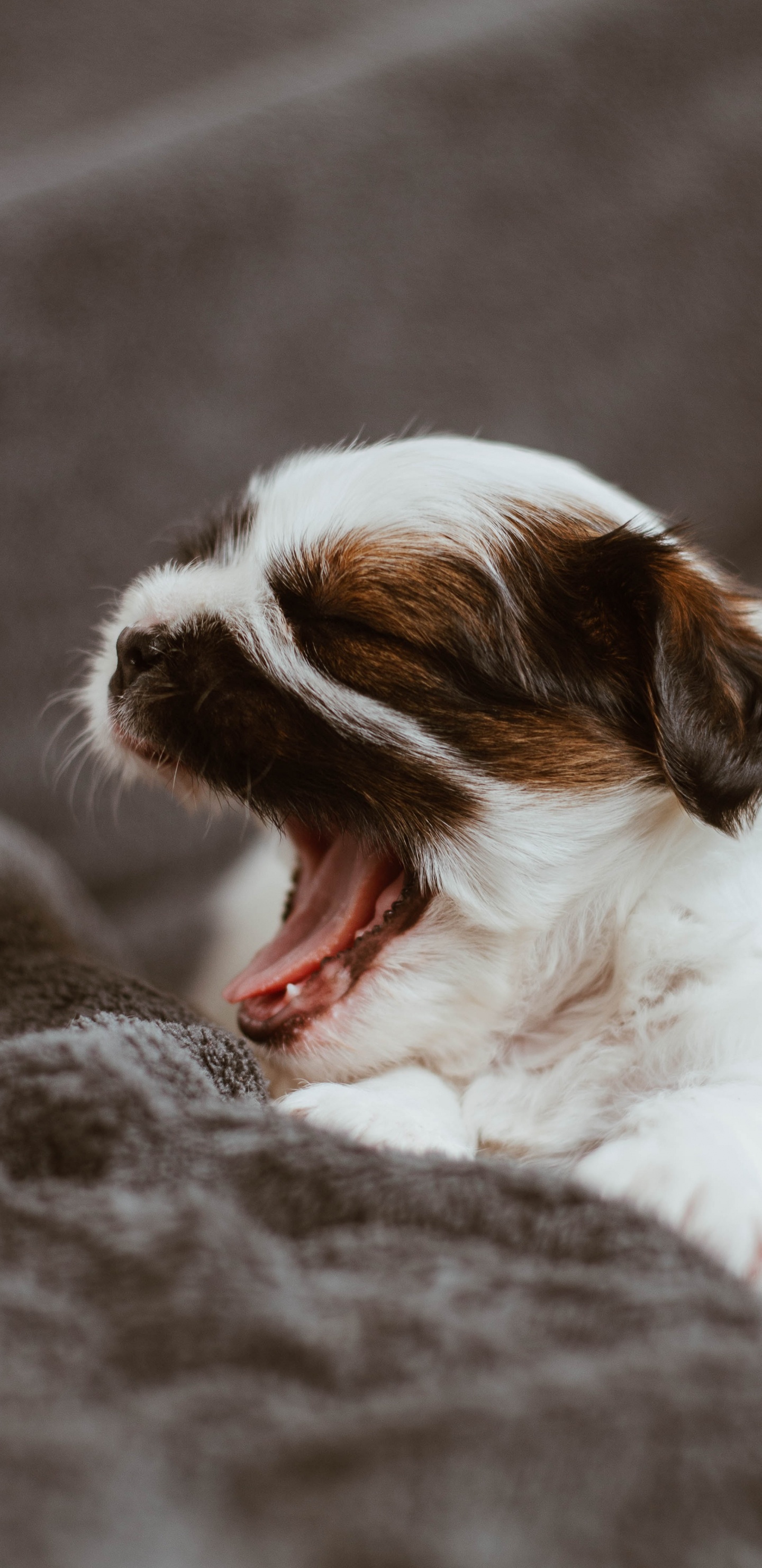 顶级掠食者, 海豚, 体育组, 伴侣的狗, Kooikerhondje 壁纸 1440x2960 允许