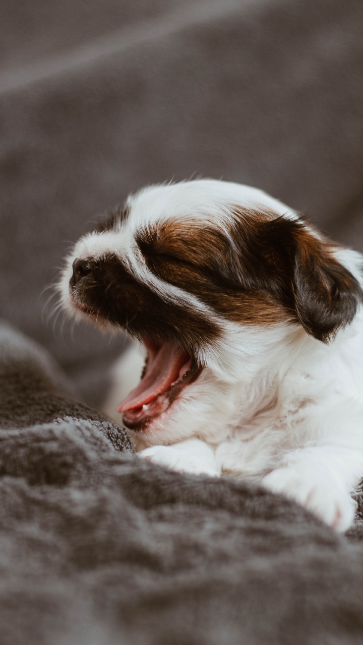 White and Brown Long Coated Dog Lying on Gray Textile. Wallpaper in 720x1280 Resolution