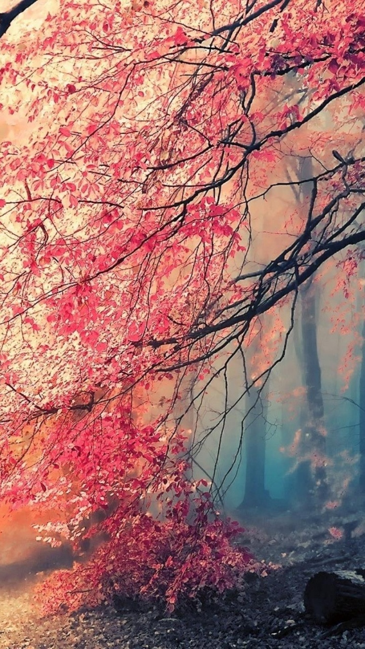 Braune Bäume Mit Sonnenstrahlen. Wallpaper in 720x1280 Resolution