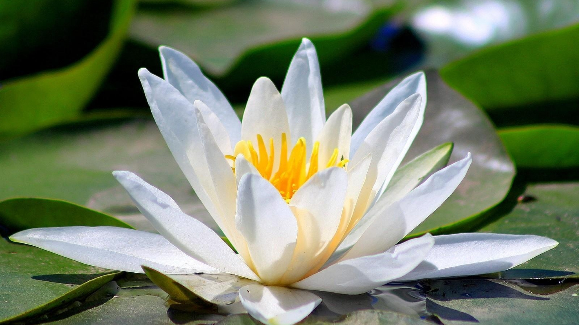 White and Yellow Lotus Flower. Wallpaper in 1920x1080 Resolution
