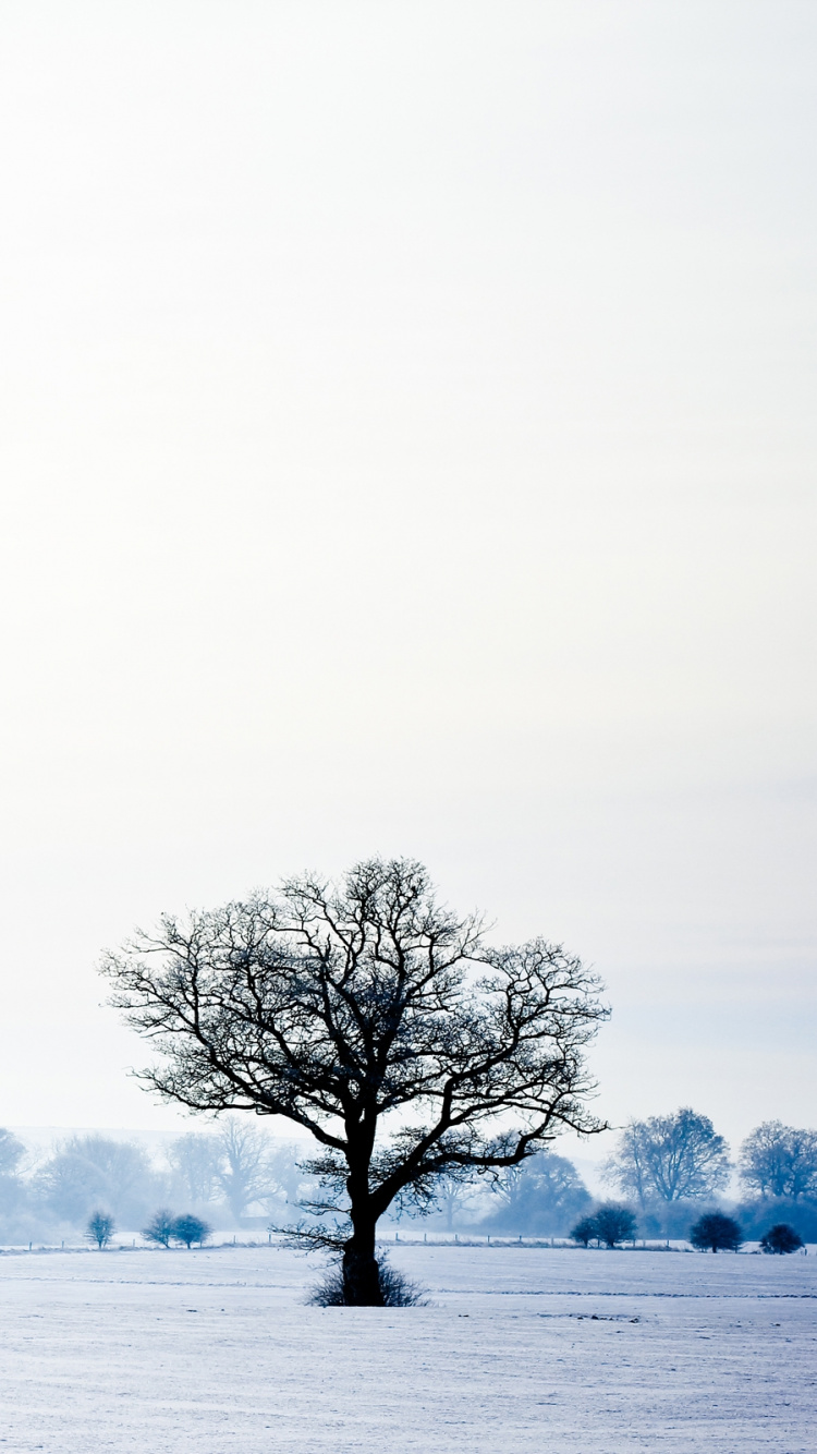 Arbre nu Sur Champ Couvert de Neige Pendant la Journée. Wallpaper in 750x1334 Resolution