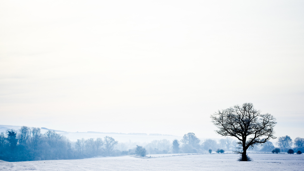 Árbol Desnudo en el Campo Cubierto de Nieve Durante el Día. Wallpaper in 1280x720 Resolution