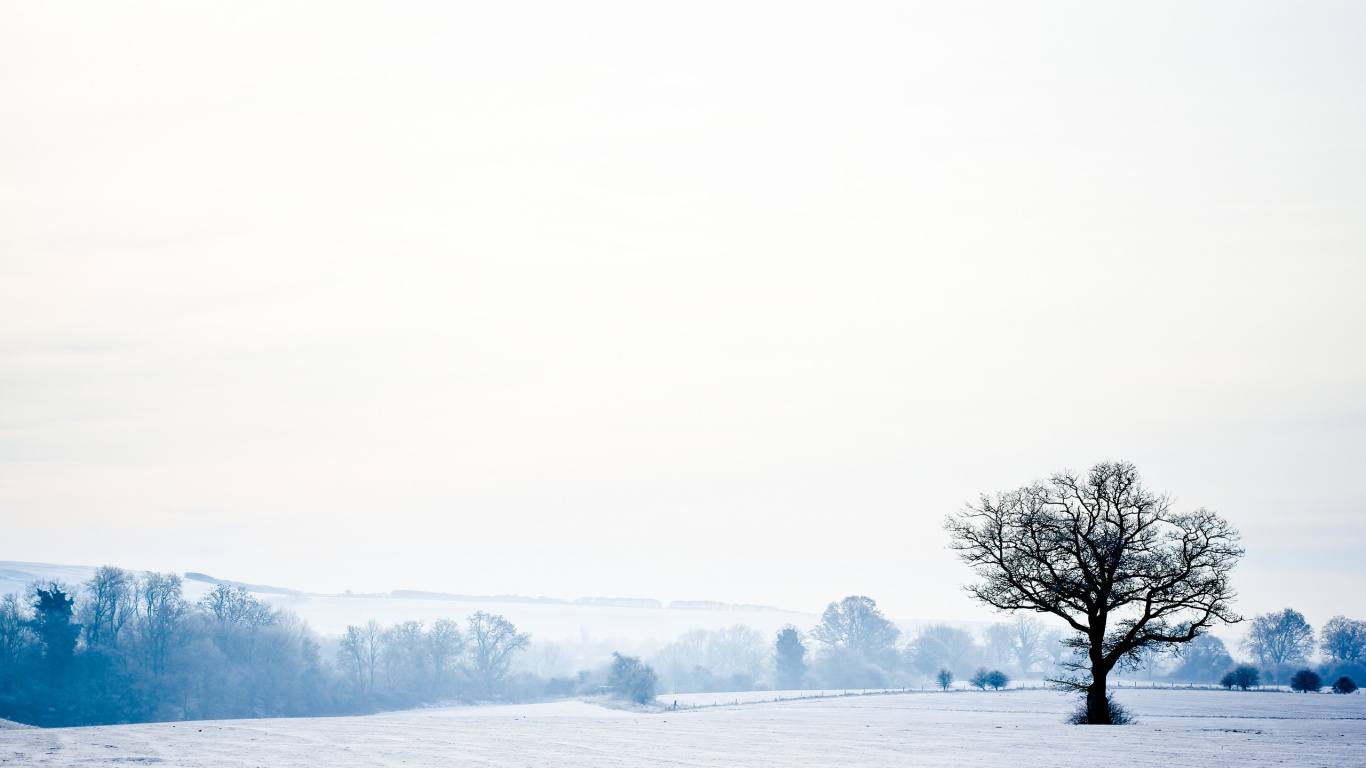 Bare Tree on Snow Covered Field During Daytime. Wallpaper in 1366x768 Resolution