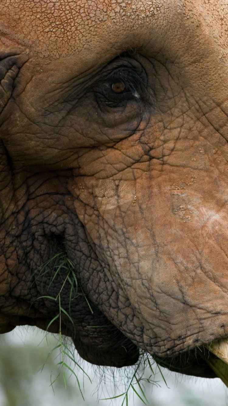 Brauner Elefant in Nahaufnahme Während Des Tages. Wallpaper in 750x1334 Resolution