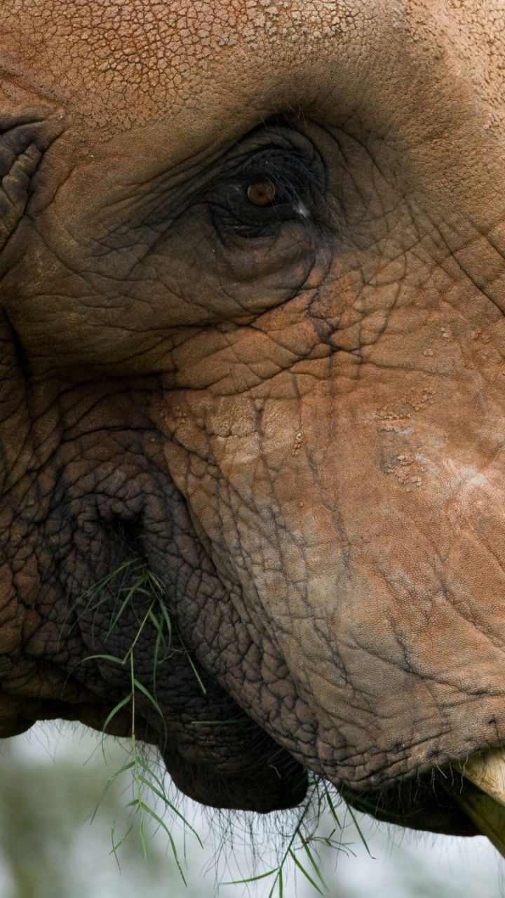 Éléphant Brun en Photographie Rapprochée Pendant la Journée. Wallpaper in 720x1280 Resolution
