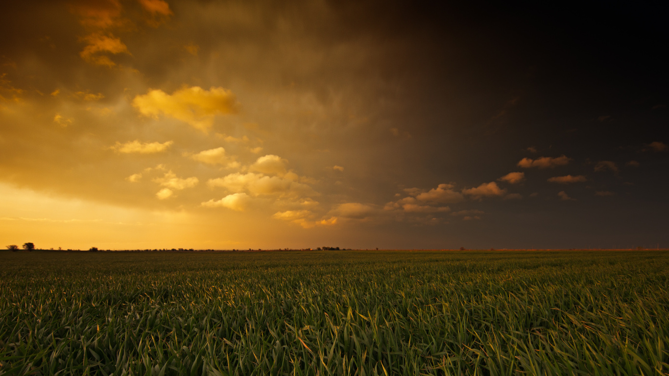 Green Grass Field During Sunset. Wallpaper in 1366x768 Resolution