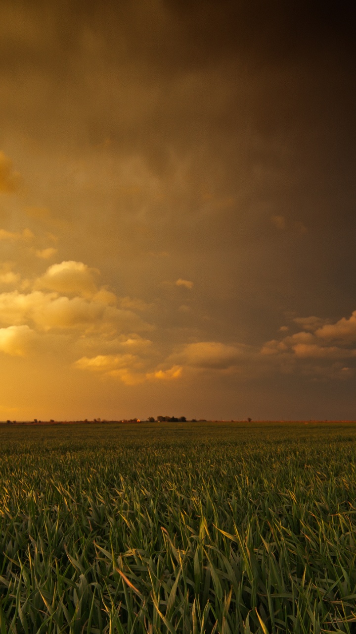 Grüne Wiese Bei Sonnenuntergang. Wallpaper in 720x1280 Resolution