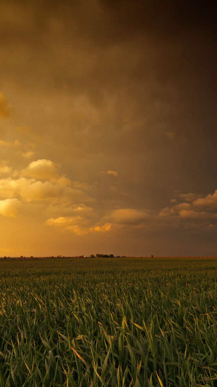 Grüne Wiese Bei Sonnenuntergang. Wallpaper in 750x1334 Resolution