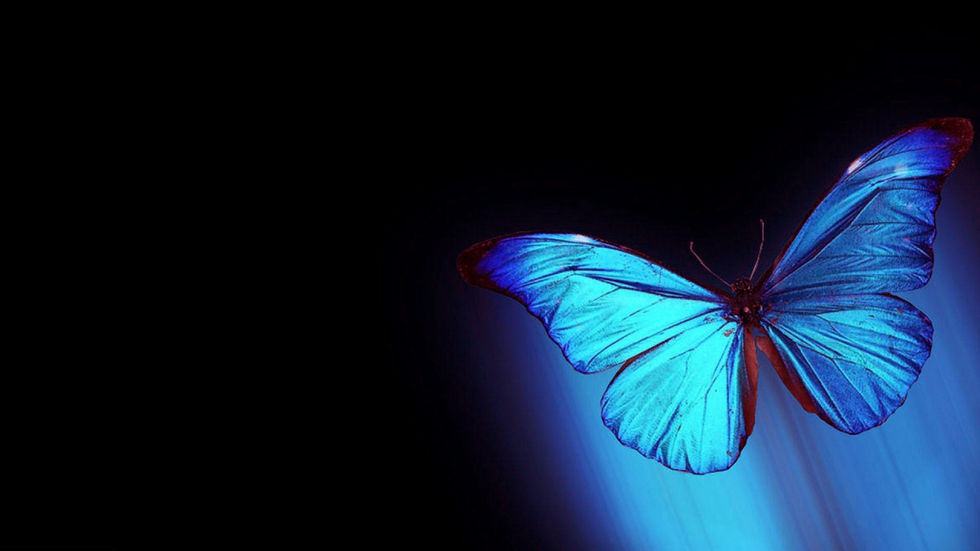 Ailes de Papillon Bleu et Noir. Wallpaper in 1920x1080 Resolution