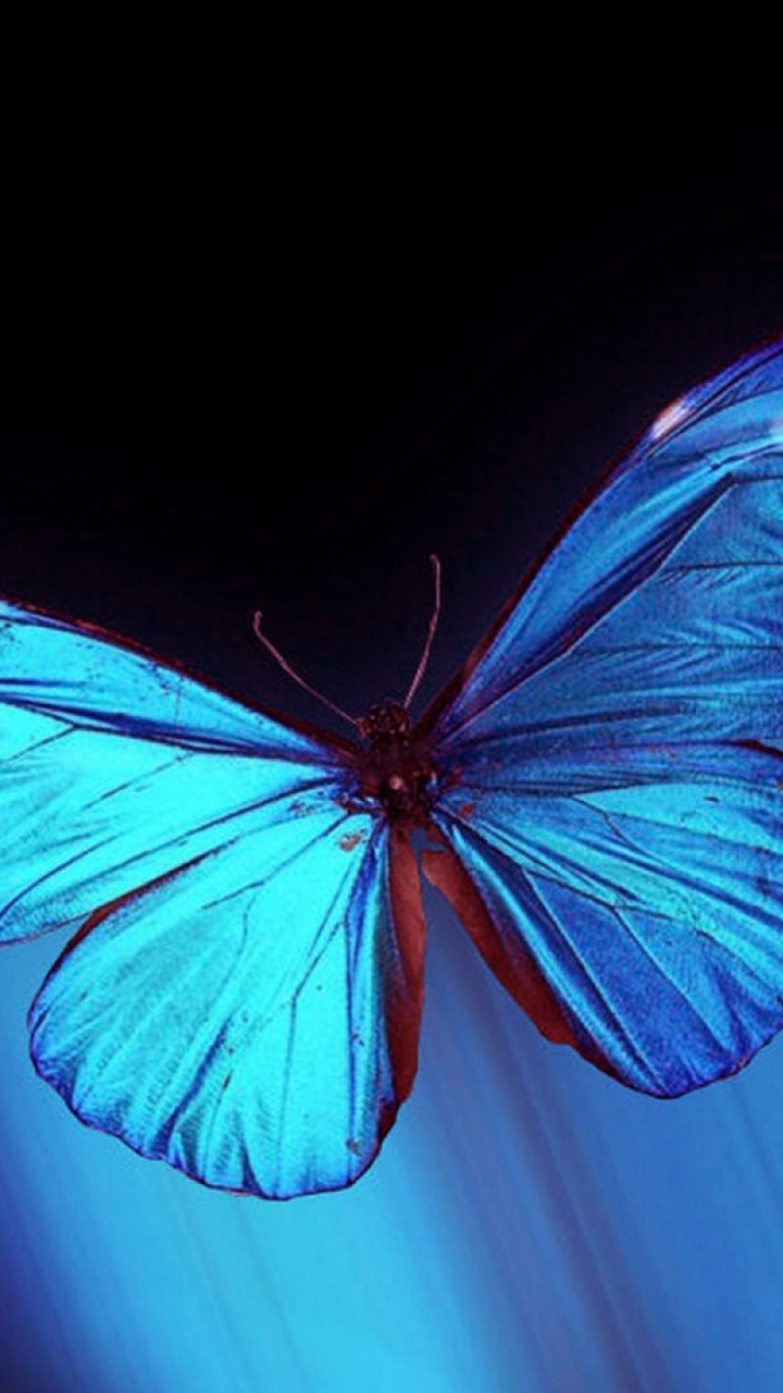 Ailes de Papillon Bleu et Noir. Wallpaper in 720x1280 Resolution
