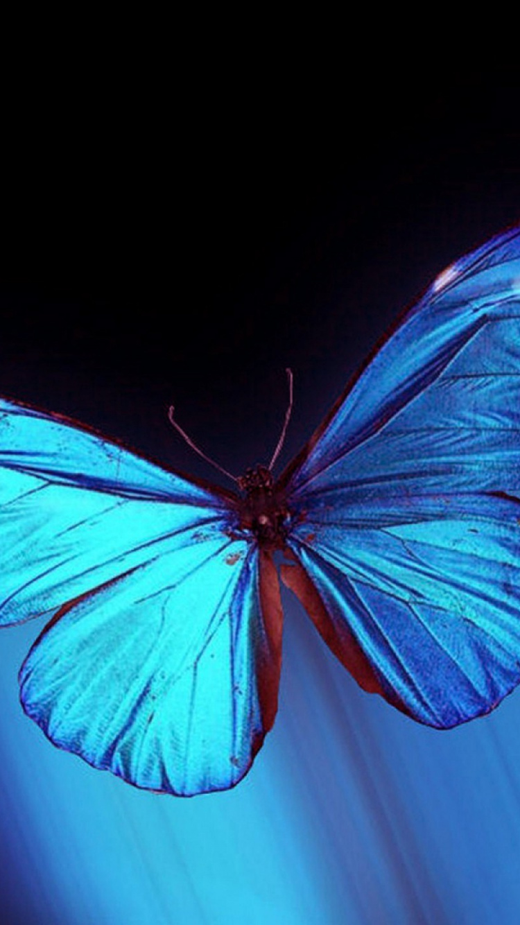 Blue and Black Butterfly Wings. Wallpaper in 750x1334 Resolution