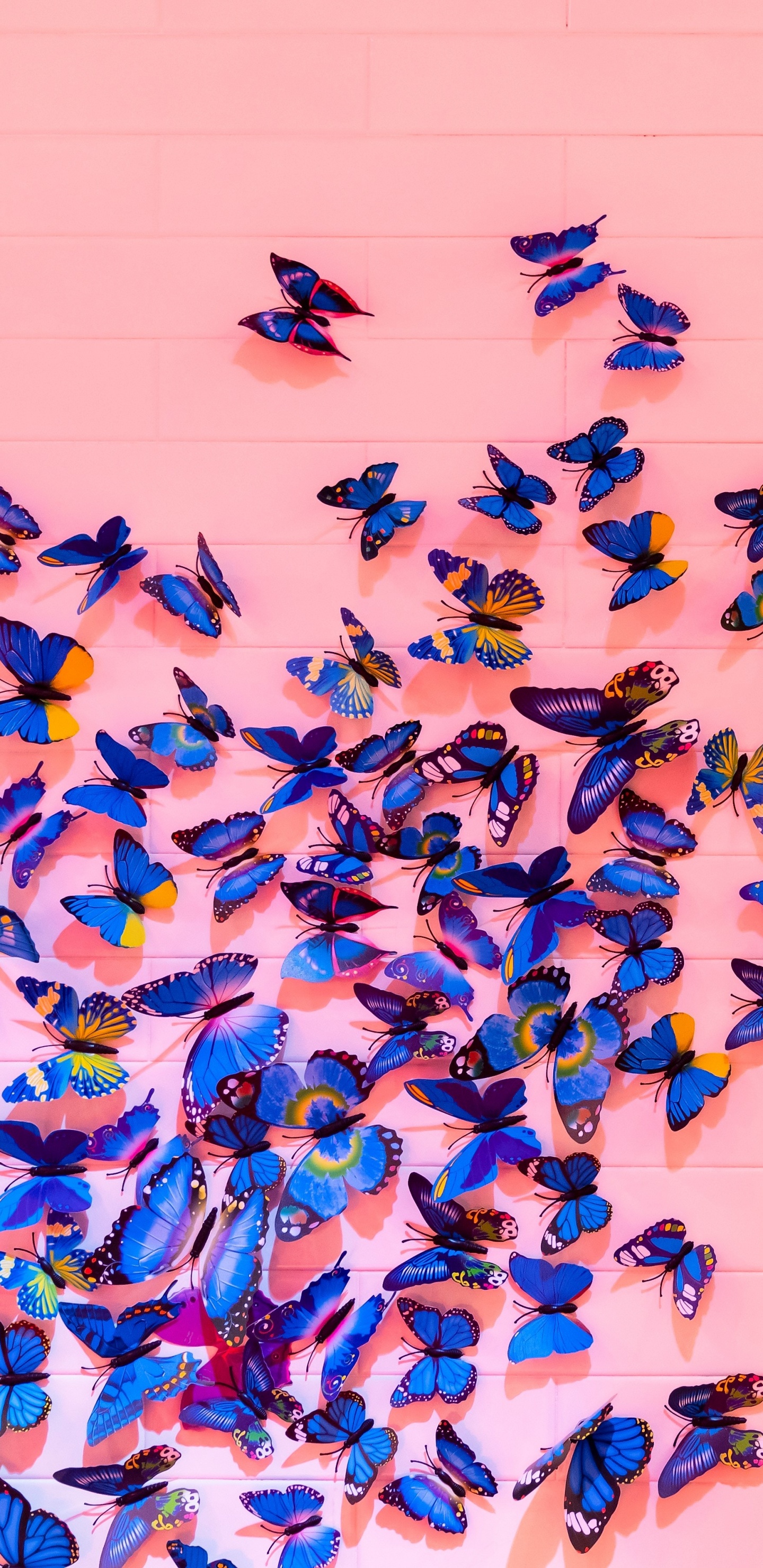 Blue and Black Birds on White Wall. Wallpaper in 1440x2960 Resolution
