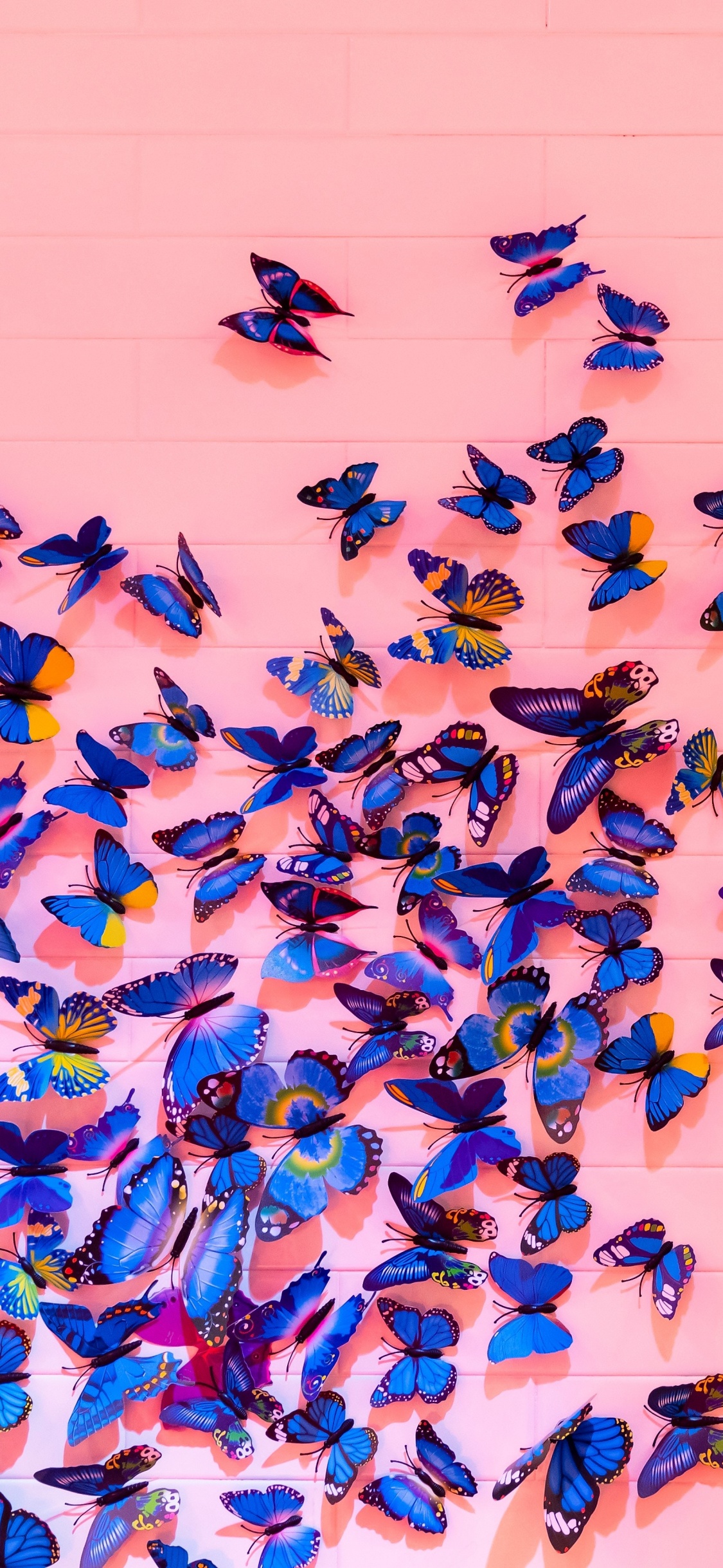 Oiseaux Bleus et Noirs Sur Mur Blanc. Wallpaper in 1125x2436 Resolution