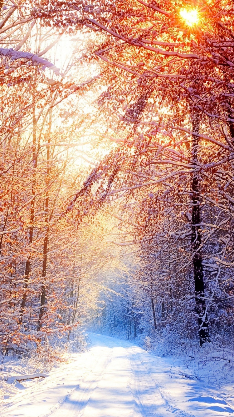 Braune Bäume Auf Schneebedecktem Boden Tagsüber. Wallpaper in 750x1334 Resolution