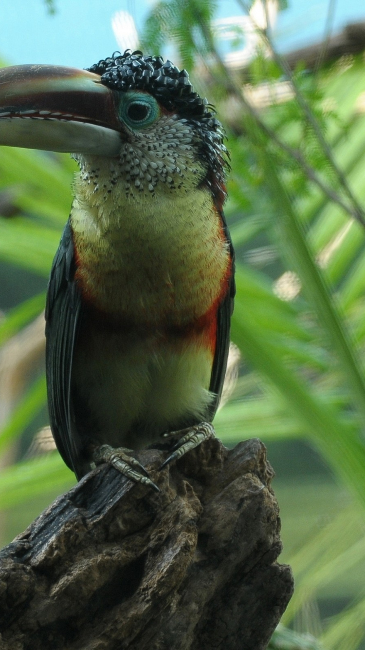 鸟, Coraciiformes, 野生动物, Piciformes, 动植物 壁纸 750x1334 允许