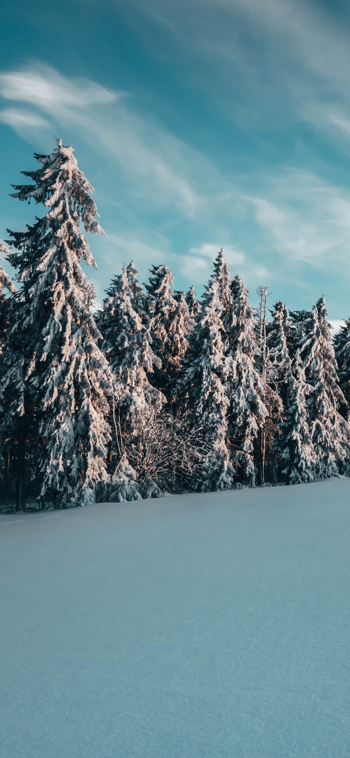 Daytime, Tree, Winter, Blue, Mountain. Wallpaper in 1125x2436 Resolution