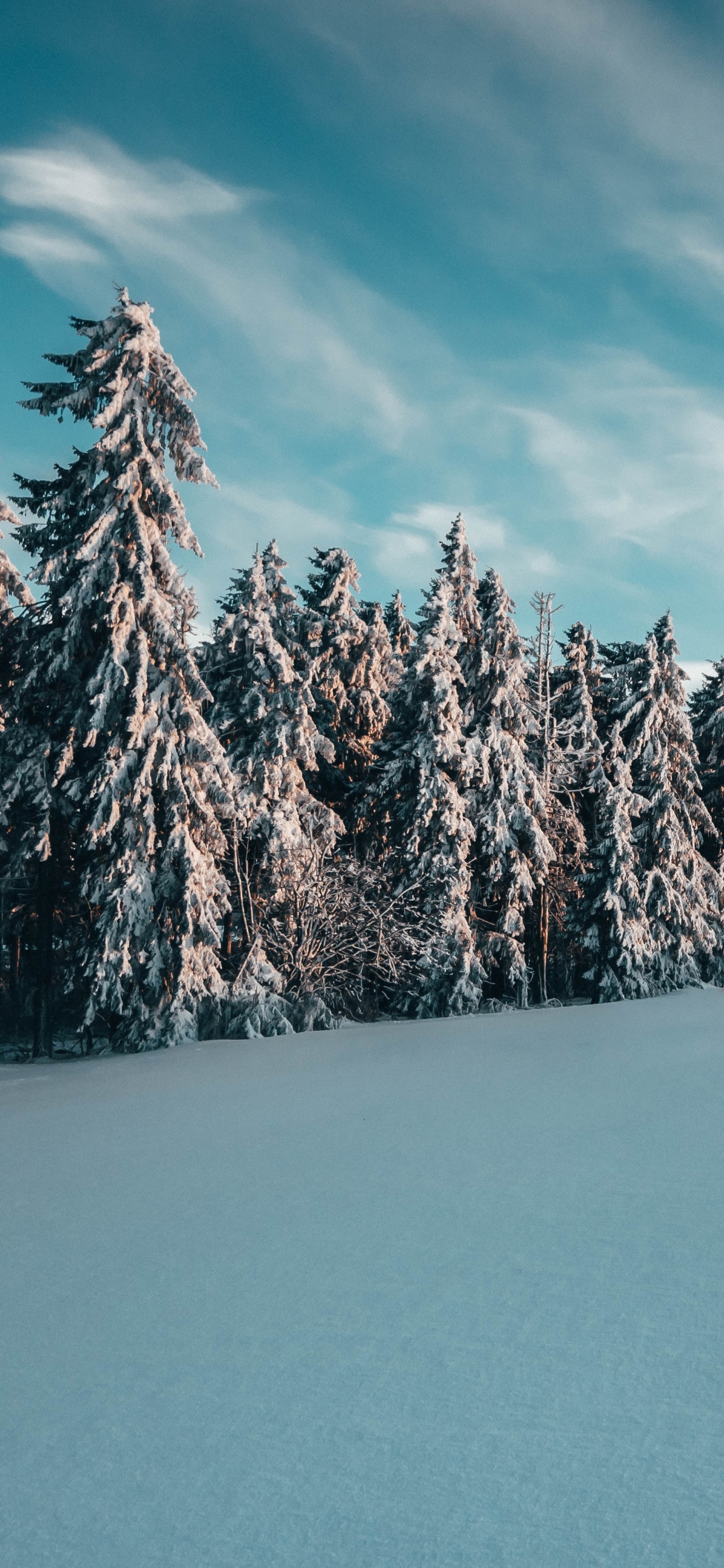 Daytime, Tree, Winter, Blue, Mountain. Wallpaper in 1242x2688 Resolution