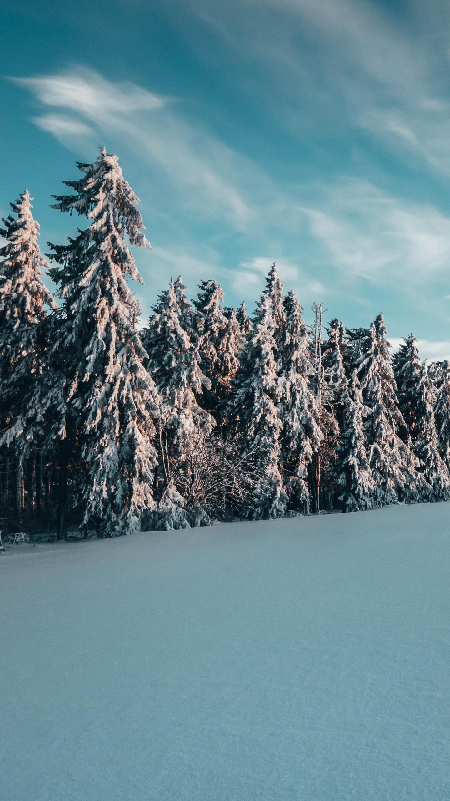 Tageszeit, Baum, Winter, Blau, Schnee. Wallpaper in 1440x2560 Resolution