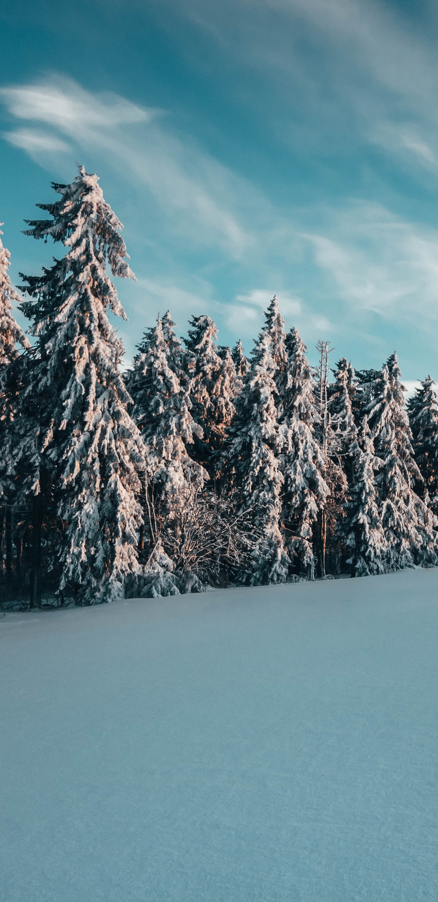 Tageszeit, Baum, Winter, Blau, Schnee. Wallpaper in 1440x2960 Resolution