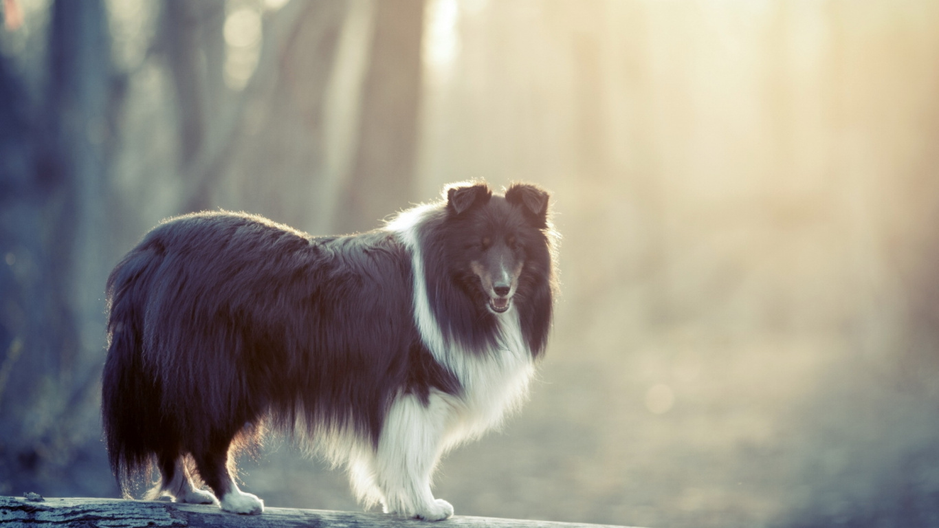 Black and White Long Coated Dog. Wallpaper in 1366x768 Resolution