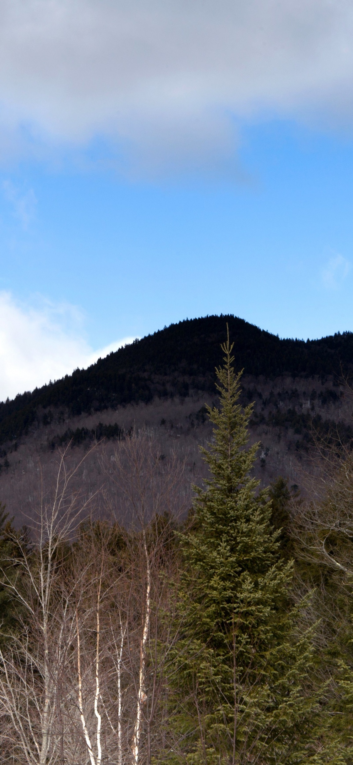 Arbres Verts Sur la Montagne Sous Ciel Bleu Pendant la Journée. Wallpaper in 1125x2436 Resolution