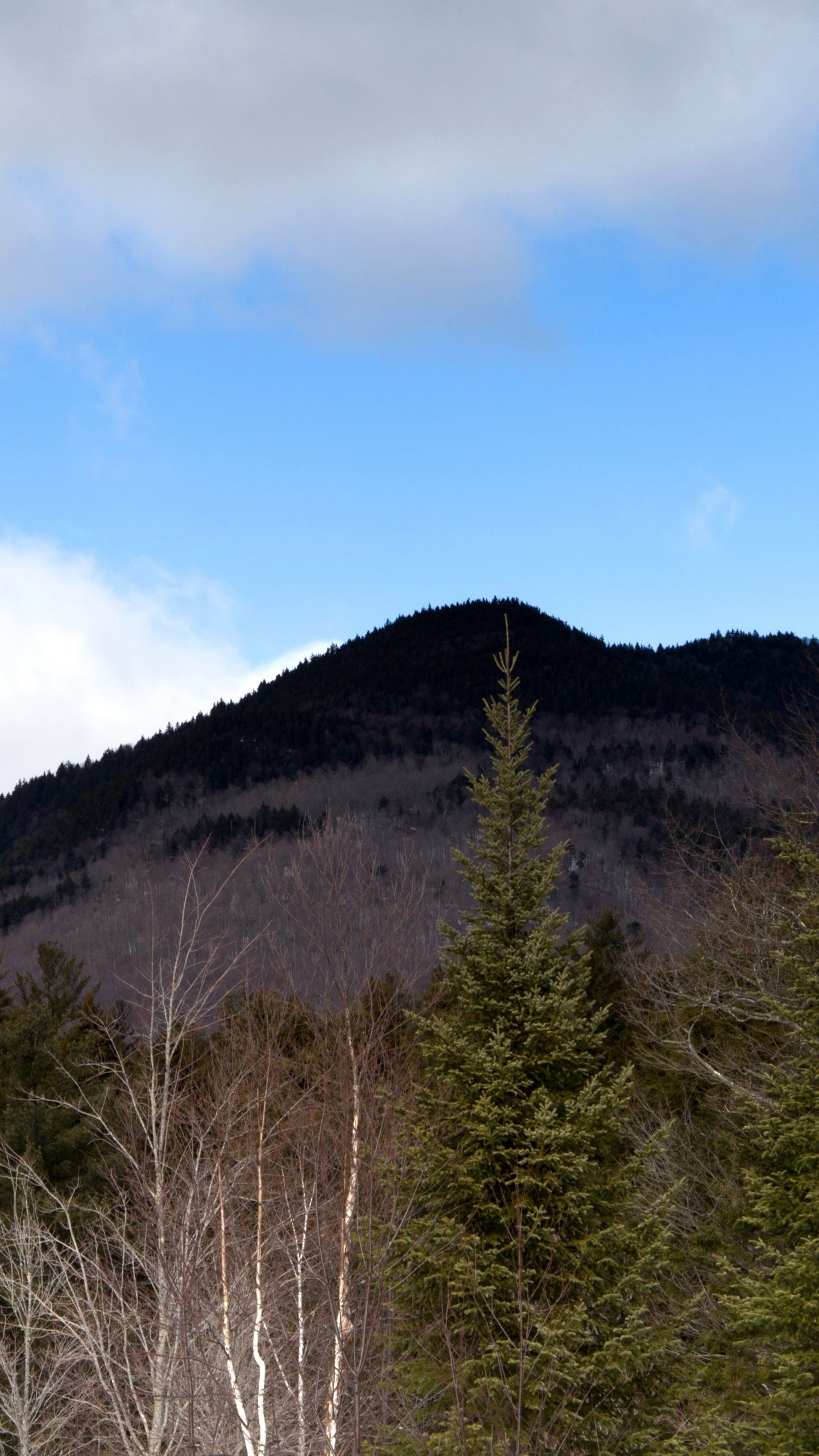 Arbres Verts Sur la Montagne Sous Ciel Bleu Pendant la Journée. Wallpaper in 1440x2560 Resolution