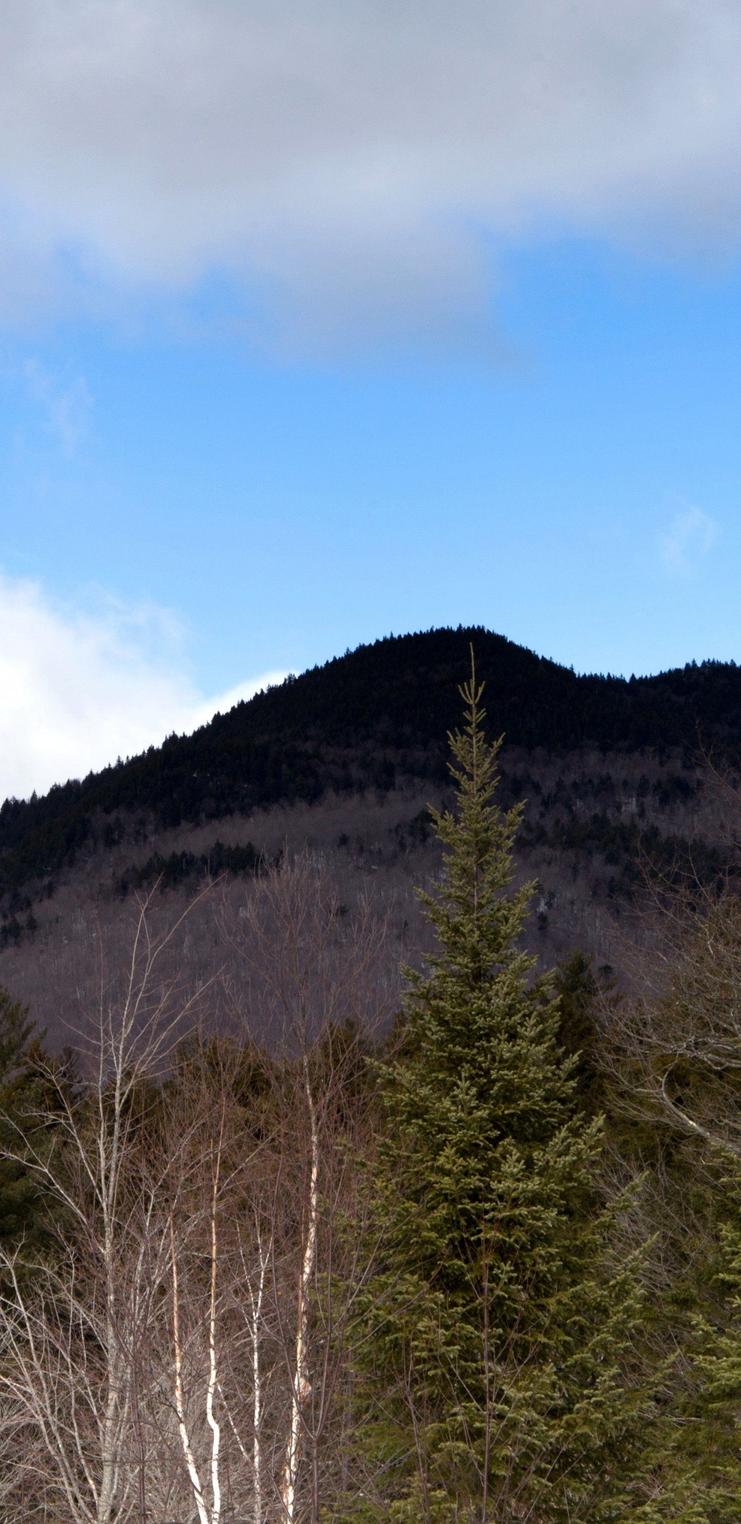 Arbres Verts Sur la Montagne Sous Ciel Bleu Pendant la Journée. Wallpaper in 1440x2960 Resolution