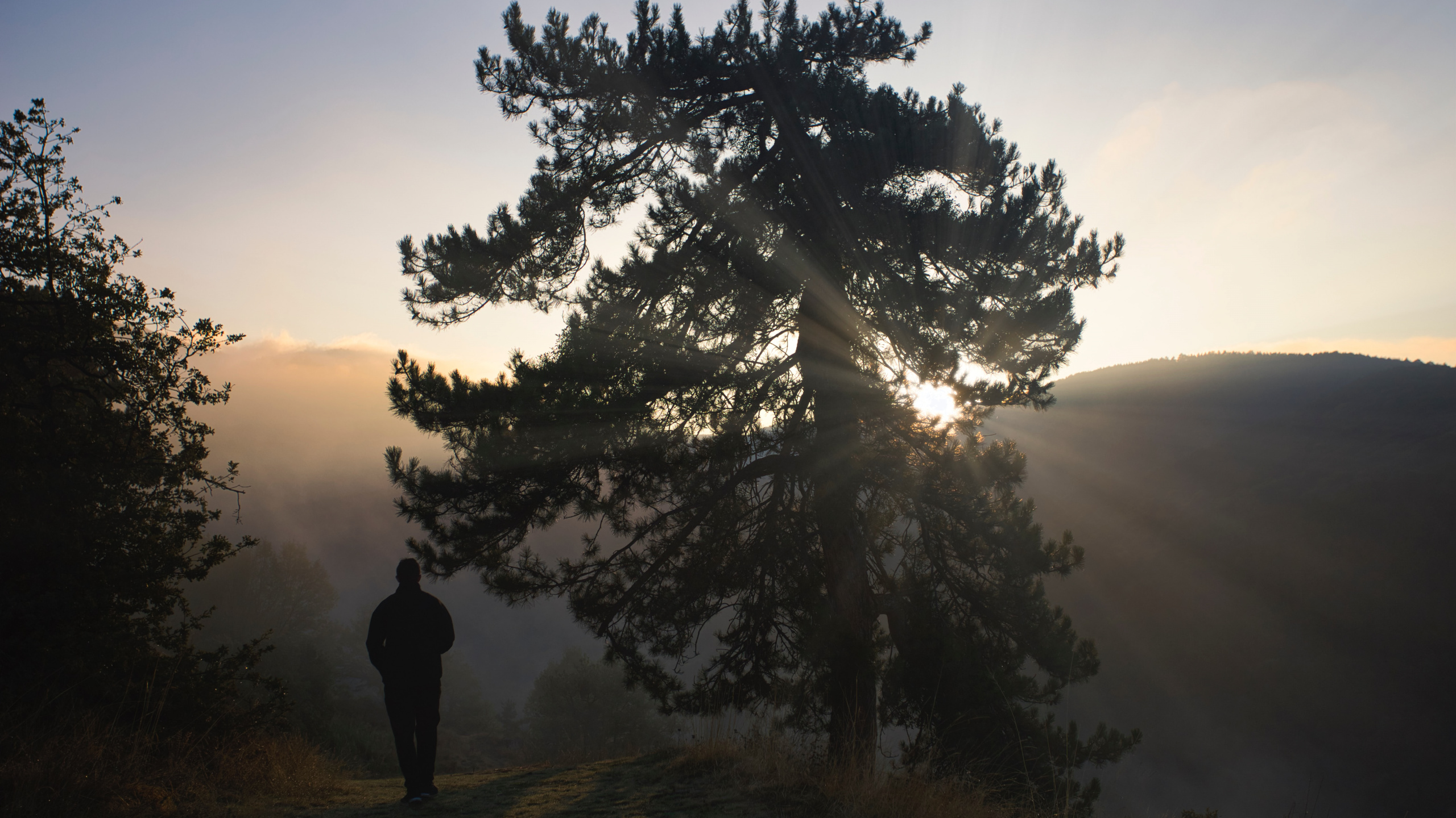Lärche, Silhouette, Baum, Natur, Naturlandschaft. Wallpaper in 2560x1440 Resolution
