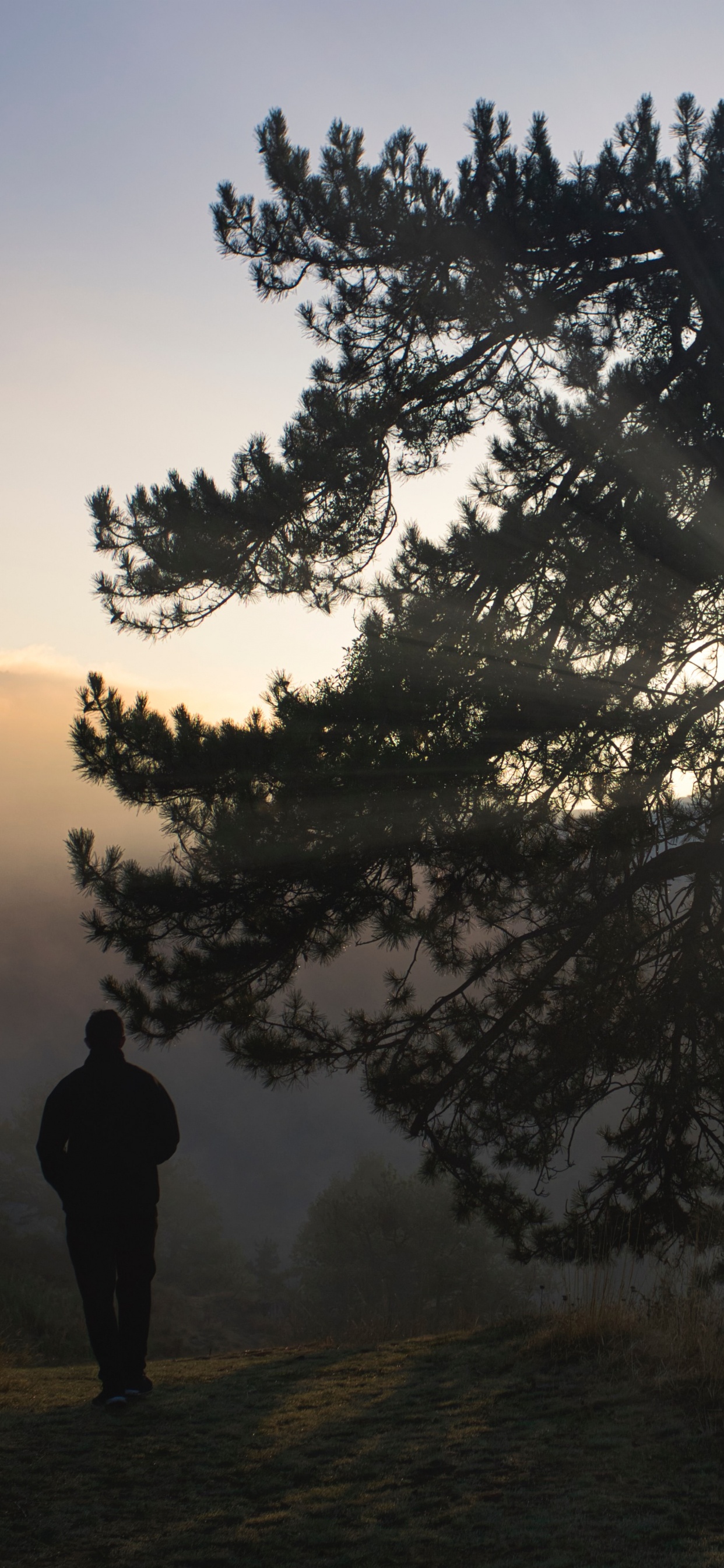 Larch, Silhouette, Tree, Nature, Natural Landscape. Wallpaper in 1242x2688 Resolution