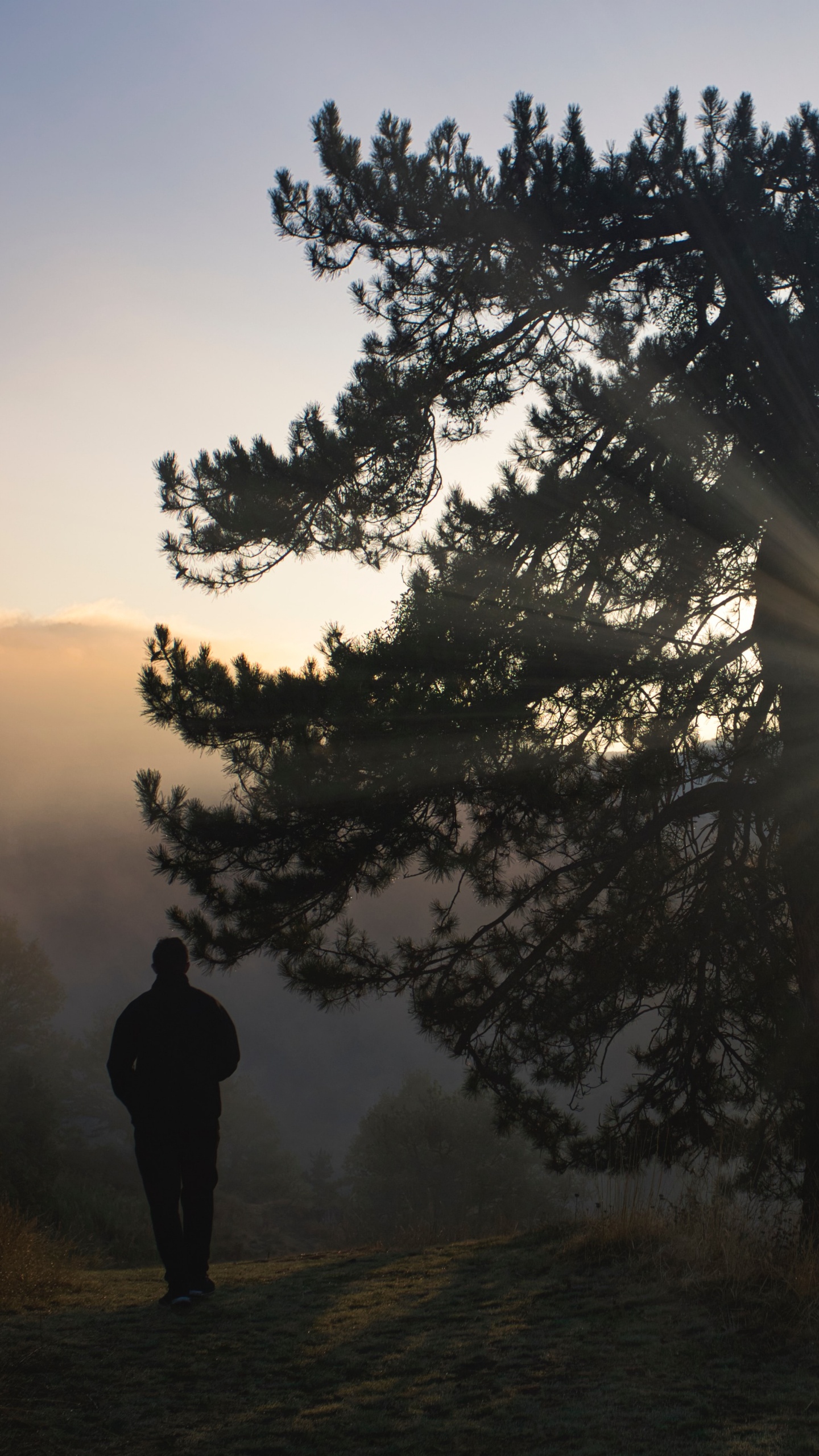 Larch, Silhouette, Tree, Nature, Natural Landscape. Wallpaper in 1440x2560 Resolution