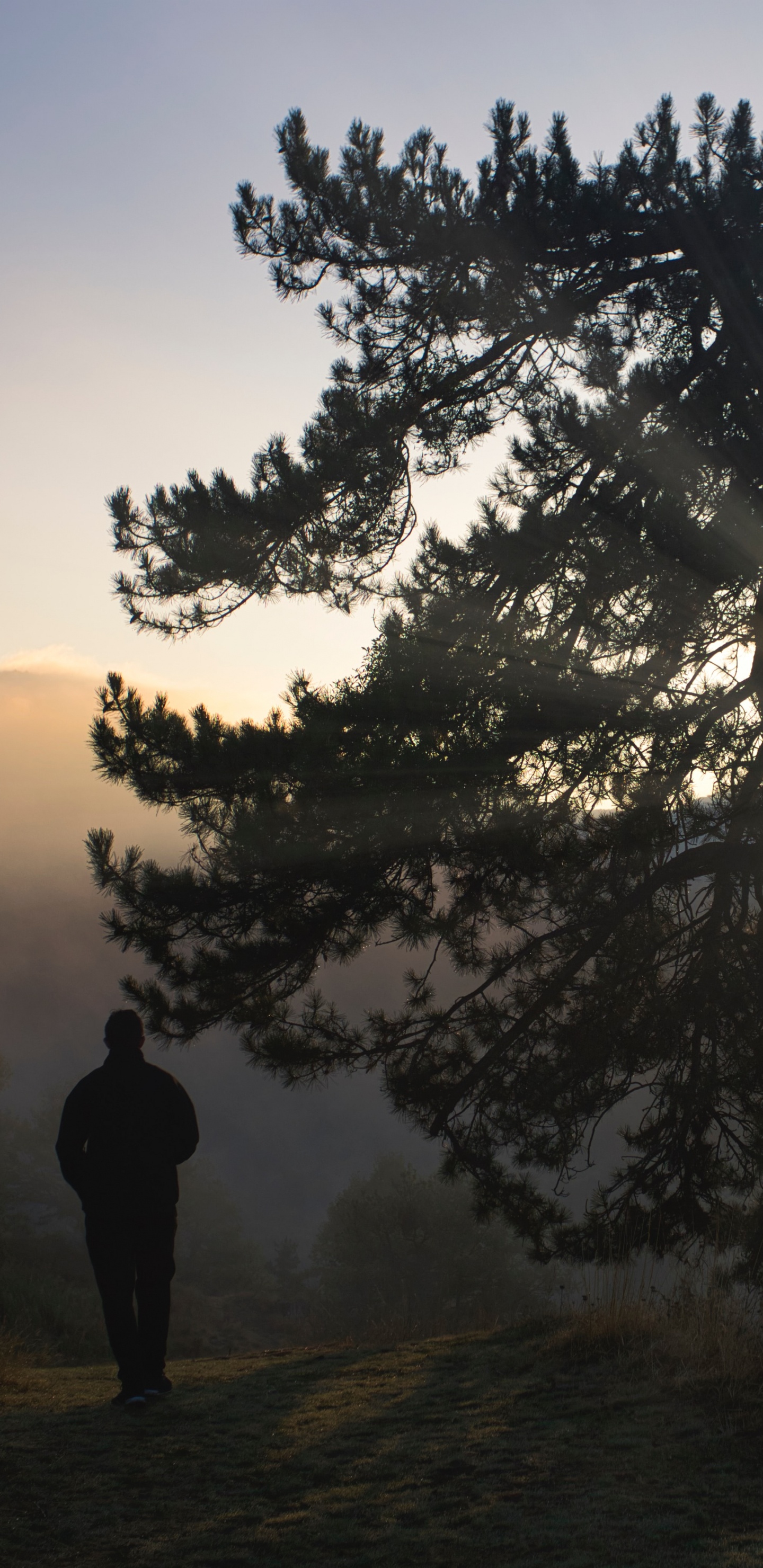 Larch, Silhouette, Tree, Nature, Natural Landscape. Wallpaper in 1440x2960 Resolution