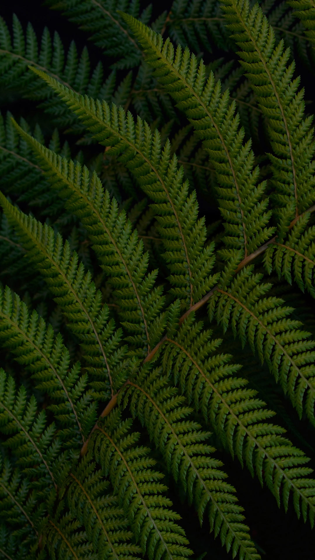 Feuille, Fougère, Fougère à L'autruche, Nature, Botanique. Wallpaper in 1080x1920 Resolution