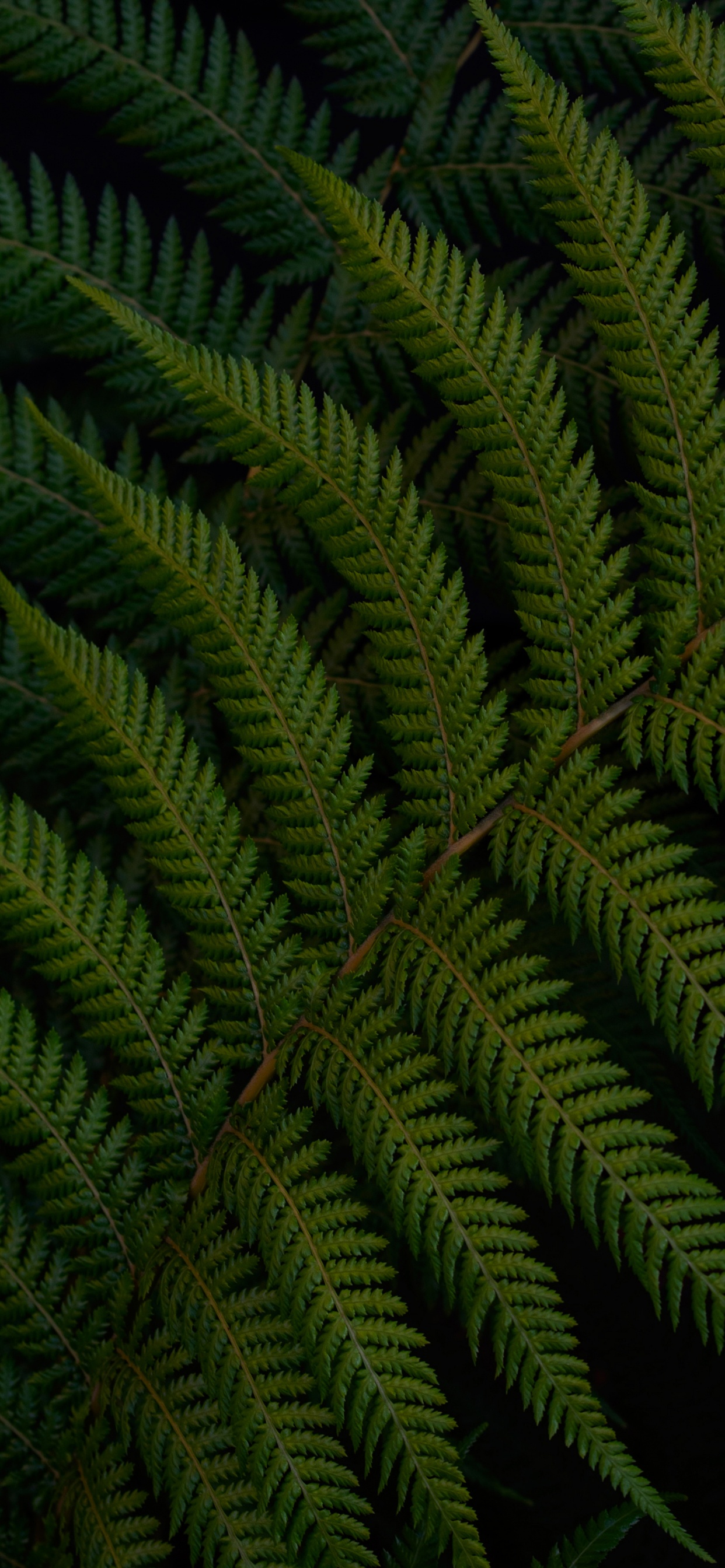 Plant, Leaf, Fern, Ostrich Fern, Nature. Wallpaper in 1242x2688 Resolution