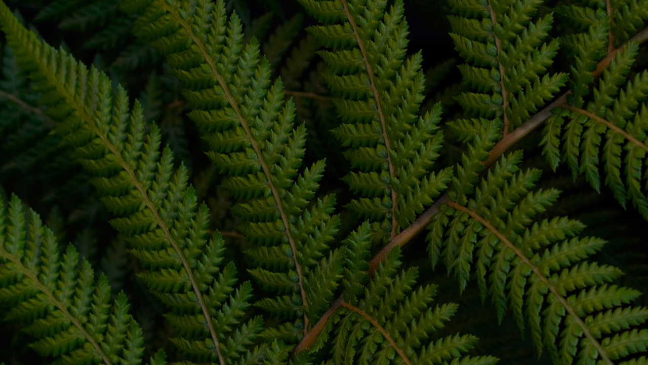 Plant, Leaf, Fern, Ostrich Fern, Nature. Wallpaper in 1280x720 Resolution