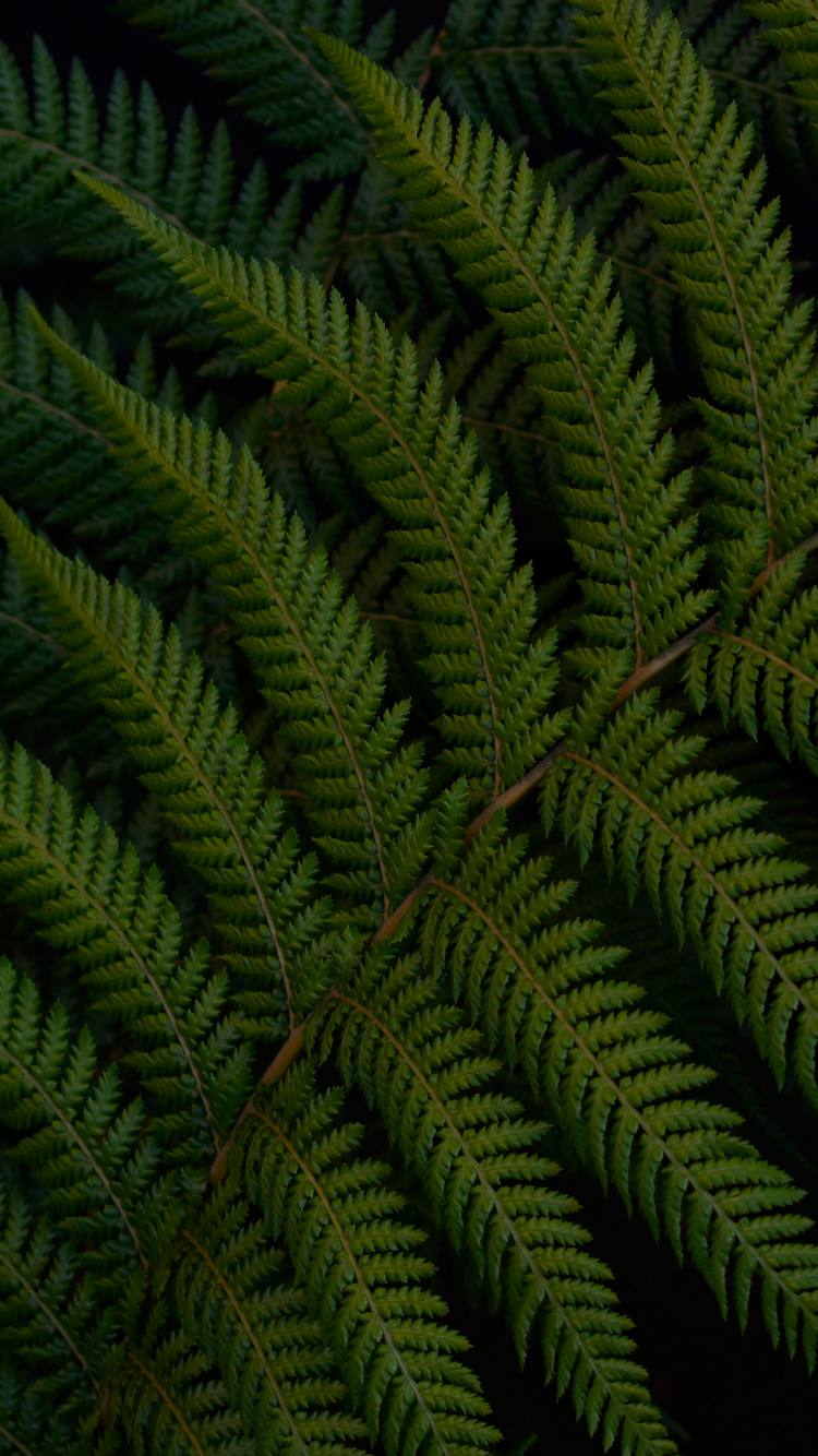 Plant, Leaf, Fern, Ostrich Fern, Nature. Wallpaper in 750x1334 Resolution