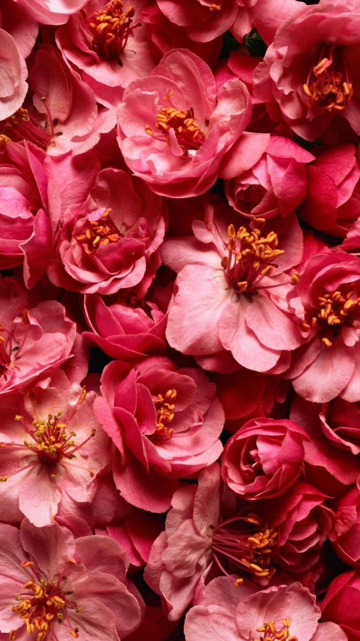 Pink and White Flower Petals. Wallpaper in 720x1280 Resolution