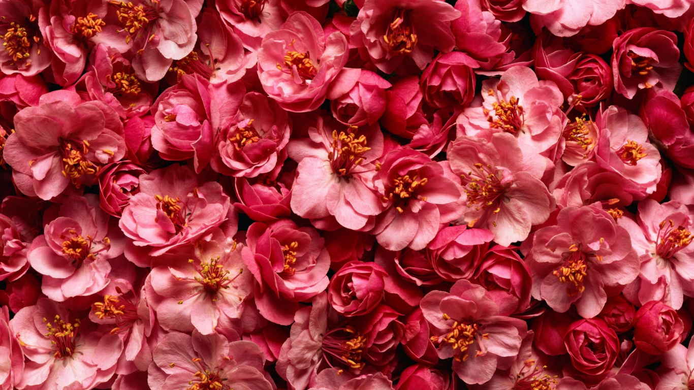 Rosa Und Weiße Blütenblätter. Wallpaper in 1366x768 Resolution