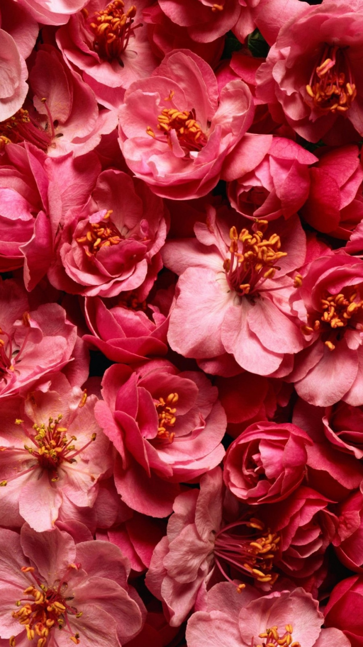 Rosa Und Weiße Blütenblätter. Wallpaper in 750x1334 Resolution