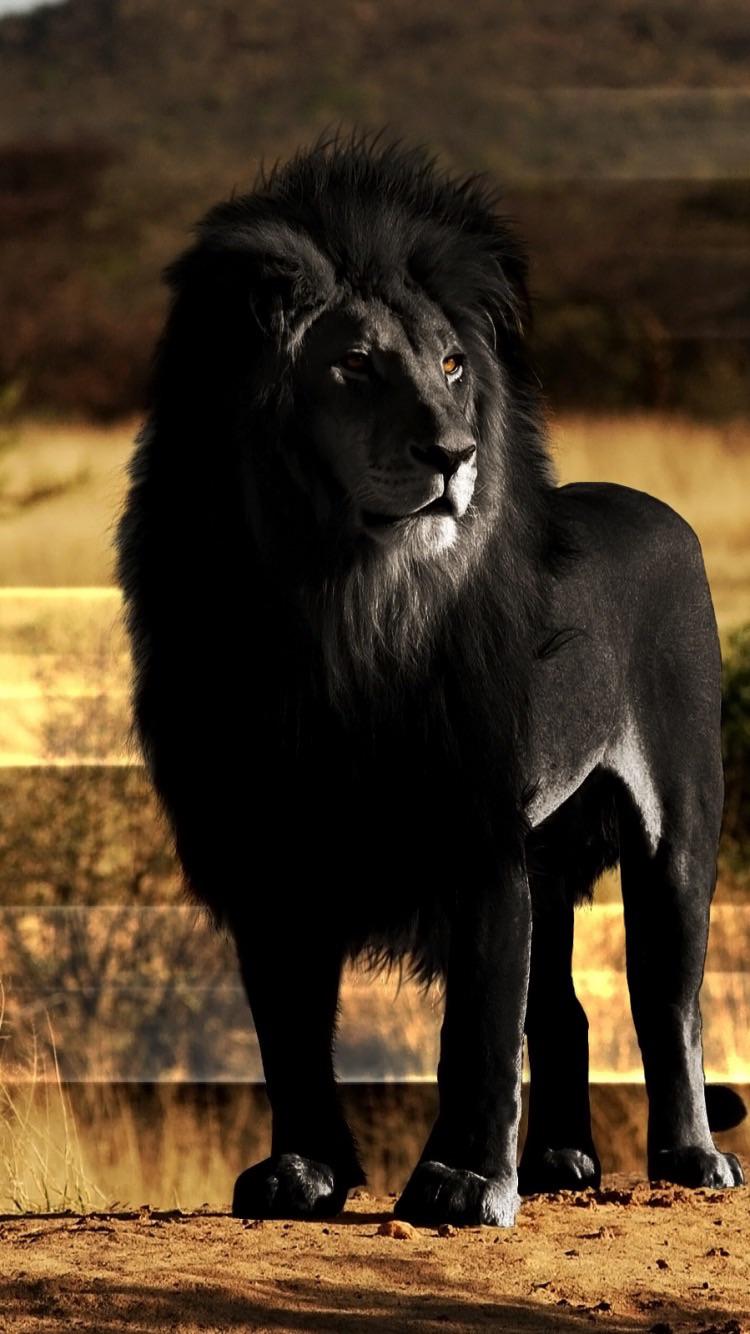 Lion Noir, Lion, Big Cat, Felidae, Carnivores. Wallpaper in 750x1334 Resolution