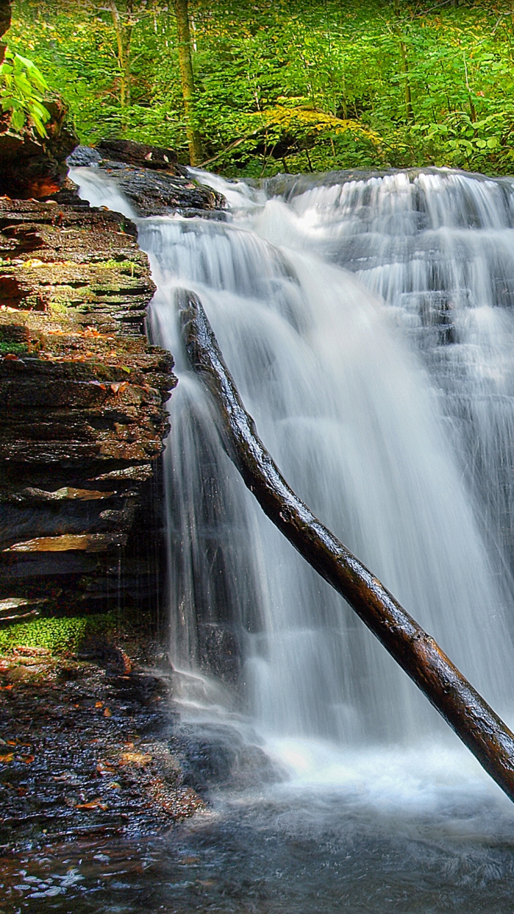 el Agua Cae en el Bosque. Wallpaper in 750x1334 Resolution