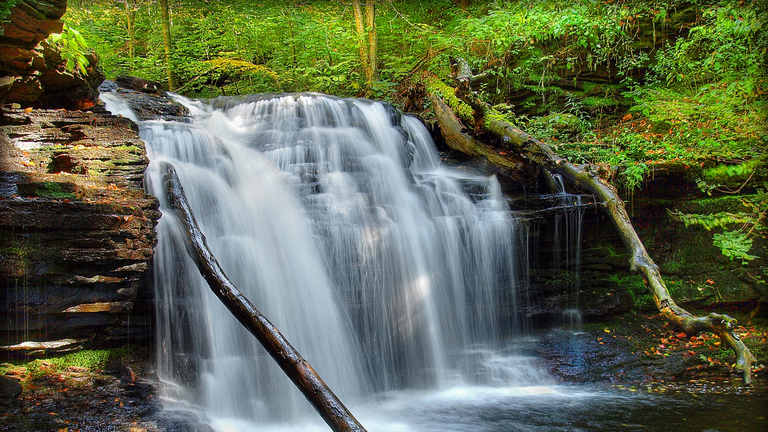 Water Falls in The Forest. Wallpaper in 2560x1440 Resolution