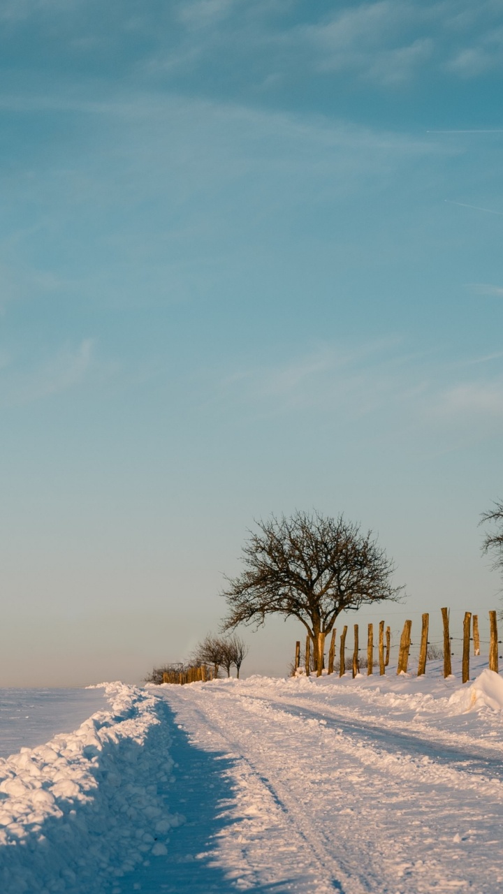 Kahle Bäume Auf Schneebedecktem Boden Unter Blauem Himmel Tagsüber. Wallpaper in 720x1280 Resolution