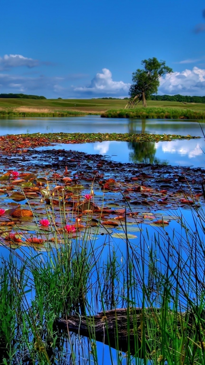Grüne Wiese in Der Nähe Des Sees Unter Blauem Himmel Tagsüber. Wallpaper in 720x1280 Resolution