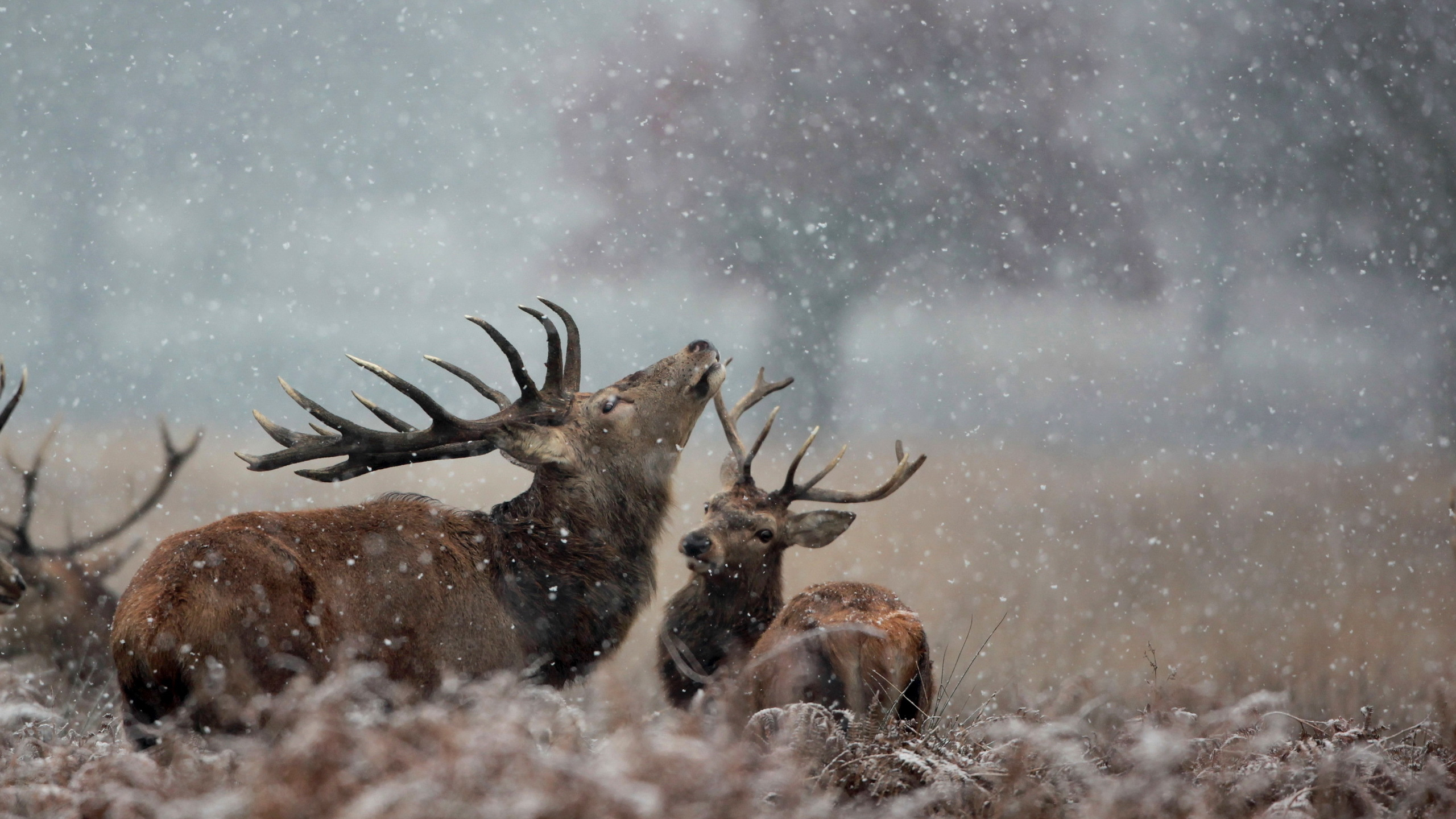 Cerf Brun Sur Sol Couvert de Neige. Wallpaper in 2560x1440 Resolution