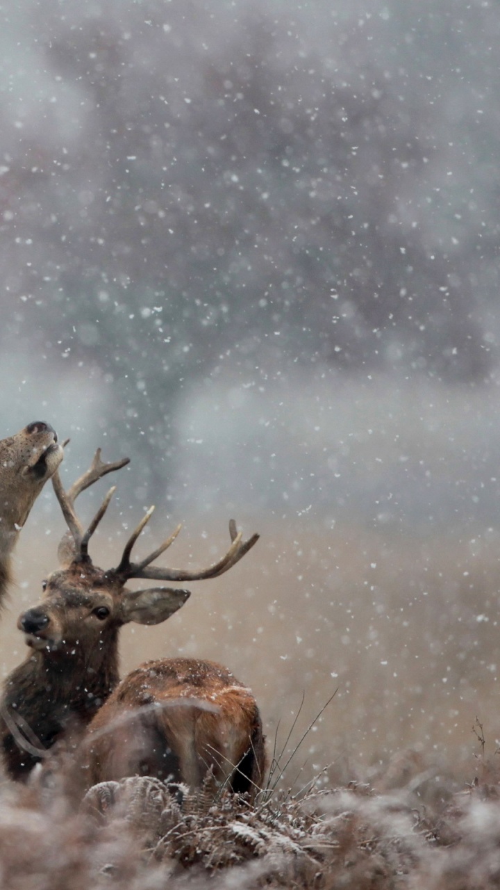 Braunhirsch Auf Schneebedecktem Boden. Wallpaper in 720x1280 Resolution